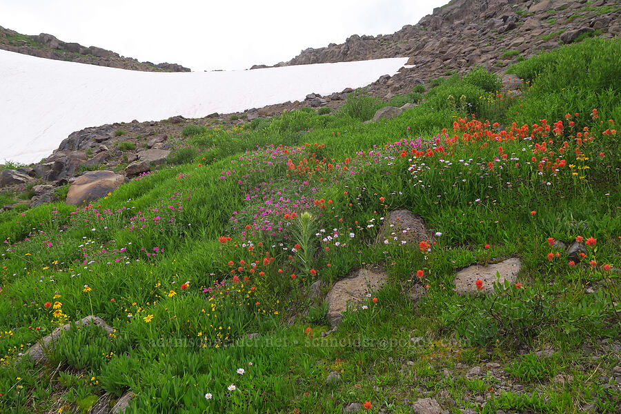 wildflowers (Castilleja miniata, Erythranthe lewisii (Mimulus lewisii), Cirsium peckii (Cirsium eatonii var. peckii), Erigeron glacialis var. glacialis, Arnica sp.) [Kiger Gorge, Steens Mountain, Harney County, Oregon]