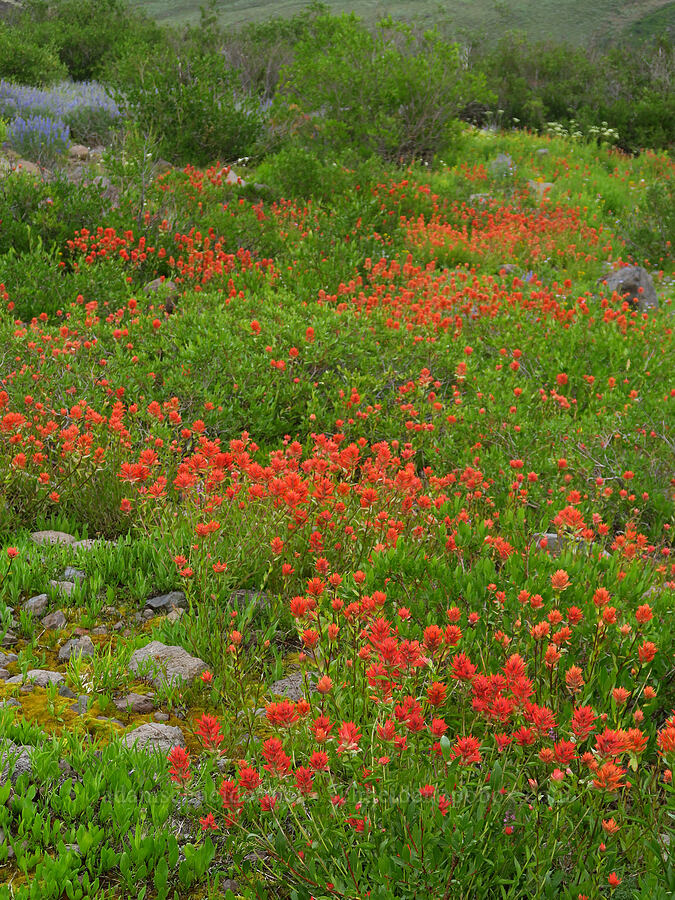 scarlet paintbrush (Castilleja miniata) [Kiger Gorge, Steens Mountain, Harney County, Oregon]