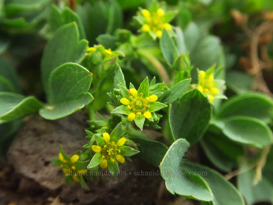creeping sibbaldia (Sibbaldia procumbens (Potentilla sibbaldii)) [Kiger Gorge, Steens Mountain, Harney County, Oregon]