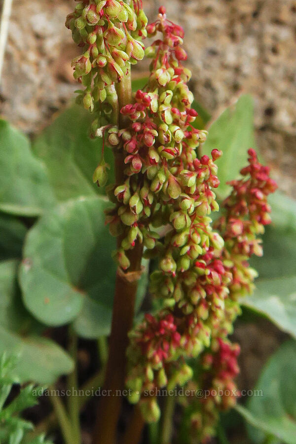 alpine sorrel (Oxyria digyna) [Kiger Gorge, Steens Mountain, Harney County, Oregon]