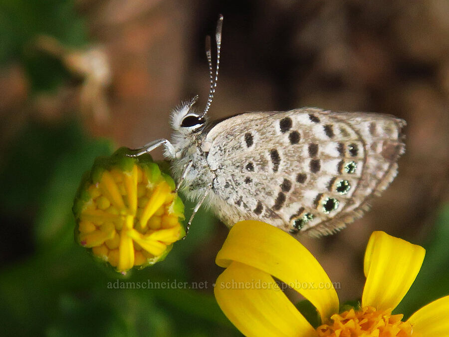 Shasta blue butterfly on ragwort (Plebejus shasta (Icaricia shasta), Senecio fremontii var. fremontii) [Kiger Gorge, Steens Mountain, Harney County, Oregon]