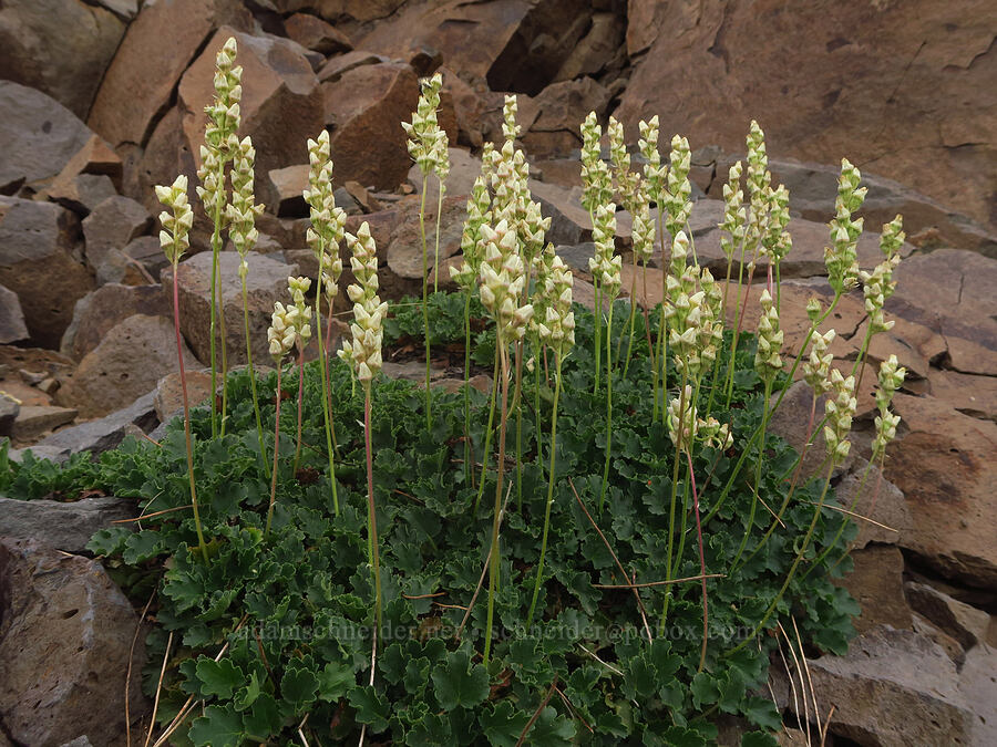 round-leaf alumroot (Heuchera cylindrica) [west rim of Kiger Gorge, Steens Mountain, Harney County, Oregon]