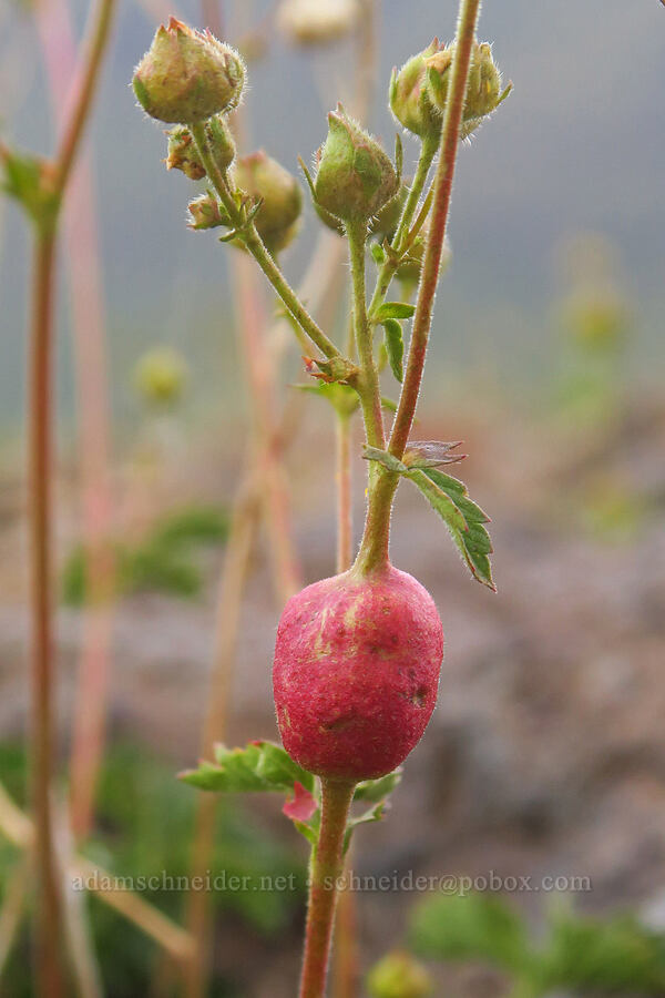 gall on a Nevada cinquefoil stem (Drymocallis lactea var. lactea (Potentilla glandulosa var. nevadensis)) [west rim of Kiger Gorge, Steens Mountain, Harney County, Oregon]