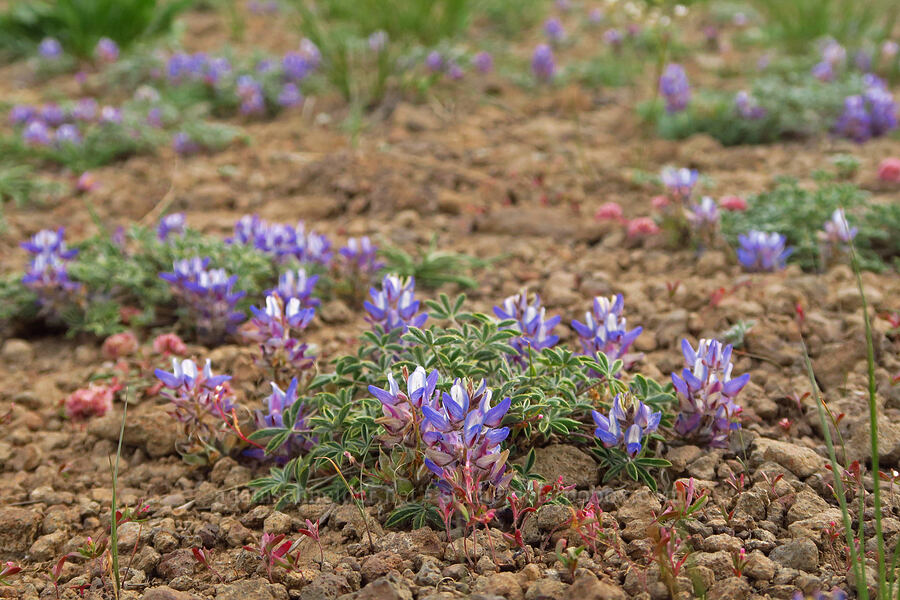 dwarf lupine (Lupinus lepidus var. lobbii) [west rim of Kiger Gorge, Steens Mountain, Harney County, Oregon]