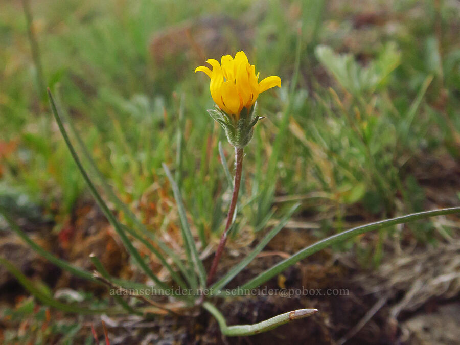 one-flowered goldenweed (Pyrrocoma uniflora) [Kiger Gorge Overlook, Steens Mountain, Harney County, Oregon]