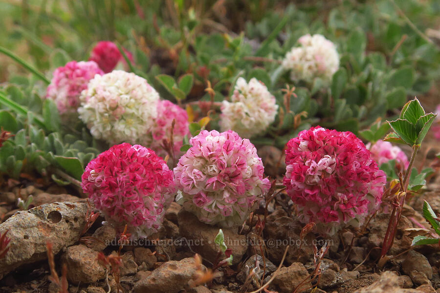 Steens Mountain buckwheat (Eriogonum ovalifolium var. rubidum) [Kiger Gorge Overlook, Steens Mountain, Harney County, Oregon]