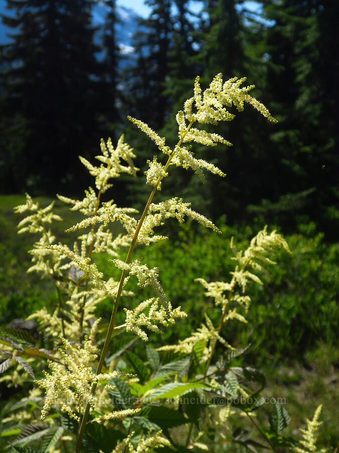 goat's-beard (Aruncus dioicus (Aruncus sylvester)) [Lake Ann Trail, Mt. Baker-Snoqualmie National Forest, Whatcom County, Washington]