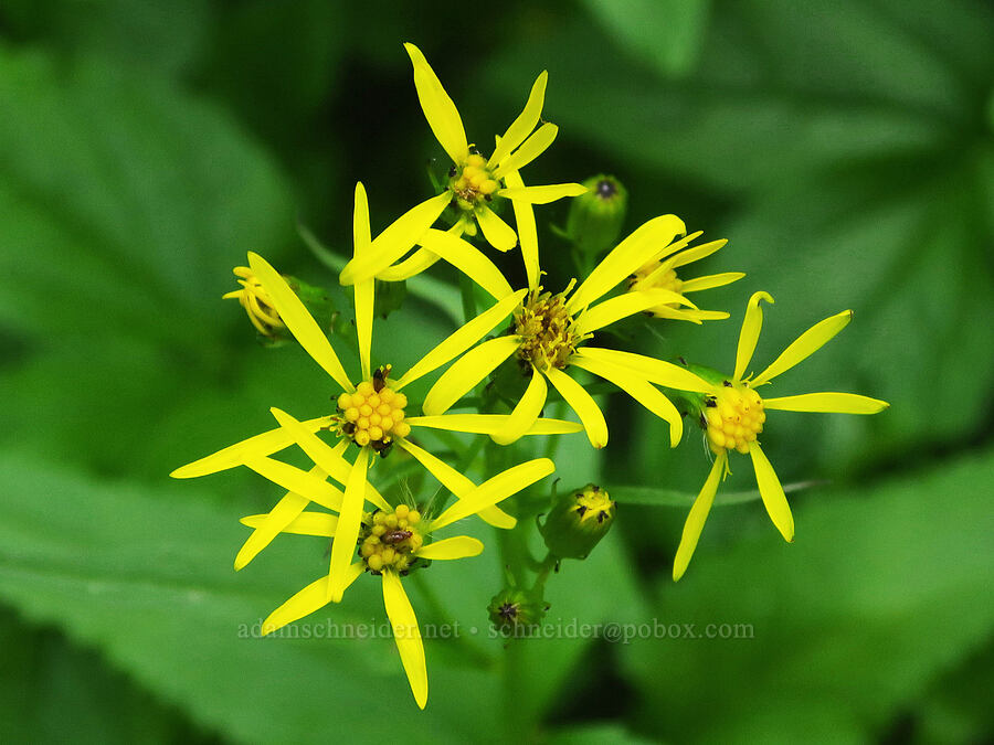 arrow-leaf groundsel (Senecio triangularis) [Lake Ann Trail, Mt. Baker-Snoqualmie National Forest, Whatcom County, Washington]