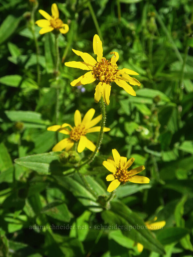 streambank arnica (Arnica lanceolata ssp. prima (Arnica amplexicaulis)) [Lake Ann Trail, Mt. Baker-Snoqualmie National Forest, Whatcom County, Washington]