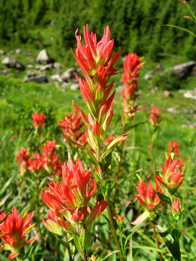 scarlet paintbrush (Castilleja miniata) [Lake Ann Trail, Mt. Baker-Snoqualmie National Forest, Whatcom County, Washington]