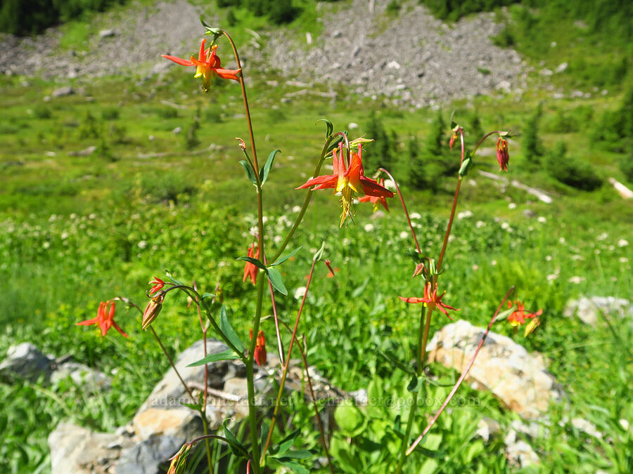 western columbine (Aquilegia formosa) [Lake Ann Trail, Mt. Baker-Snoqualmie National Forest, Whatcom County, Washington]