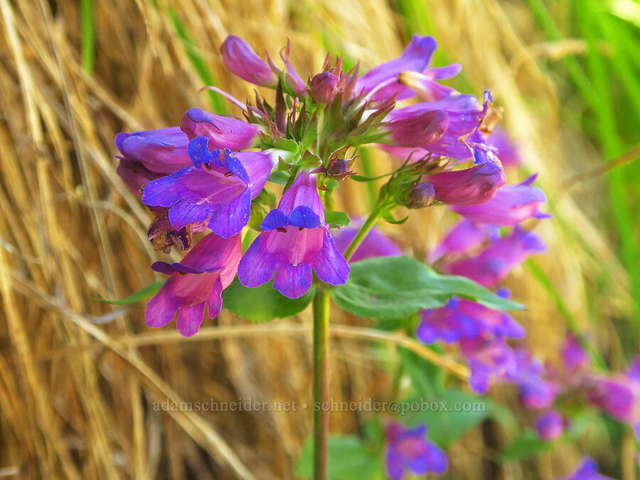 Cascade penstemon (Penstemon serrulatus) [Lake Ann Trail, Mt. Baker-Snoqualmie National Forest, Whatcom County, Washington]