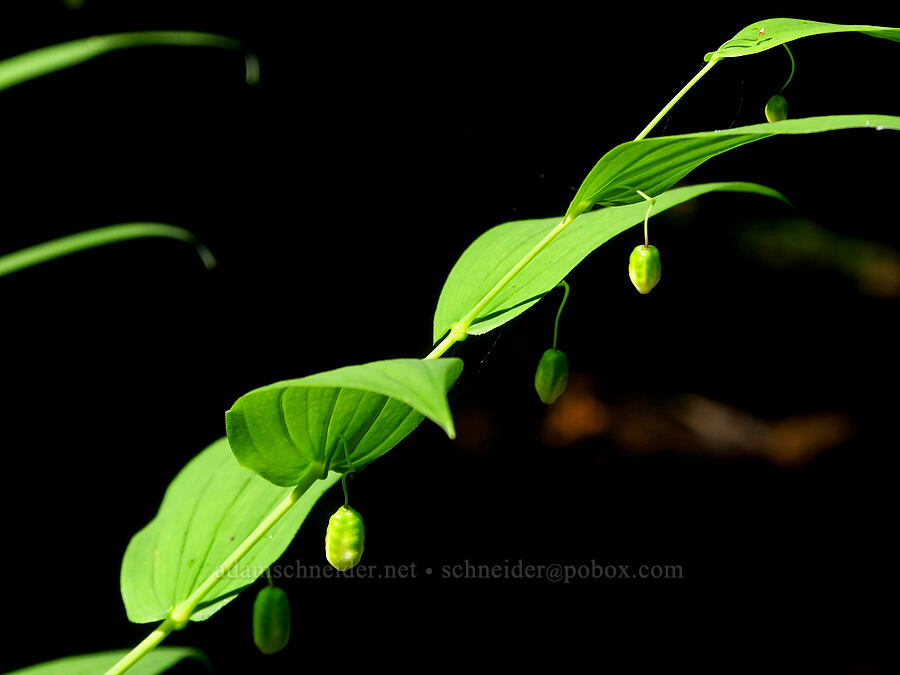 unripe twisted-stalk berries (Streptopus amplexifolius) [Lake Ann Trail, Mt. Baker Wilderness, Whatcom County, Washington]
