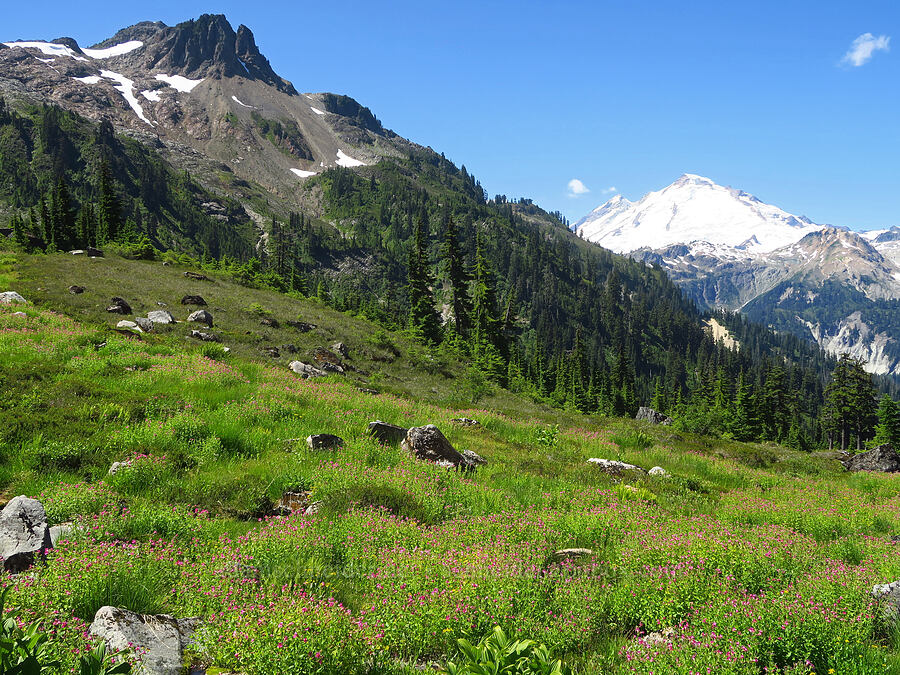 Lewis' monkeyflower, Mount Ann, & Mount Baker (Erythranthe lewisii (Mimulus lewisii)) [Lake Ann Trail, Mt. Baker Wilderness, Whatcom County, Washington]