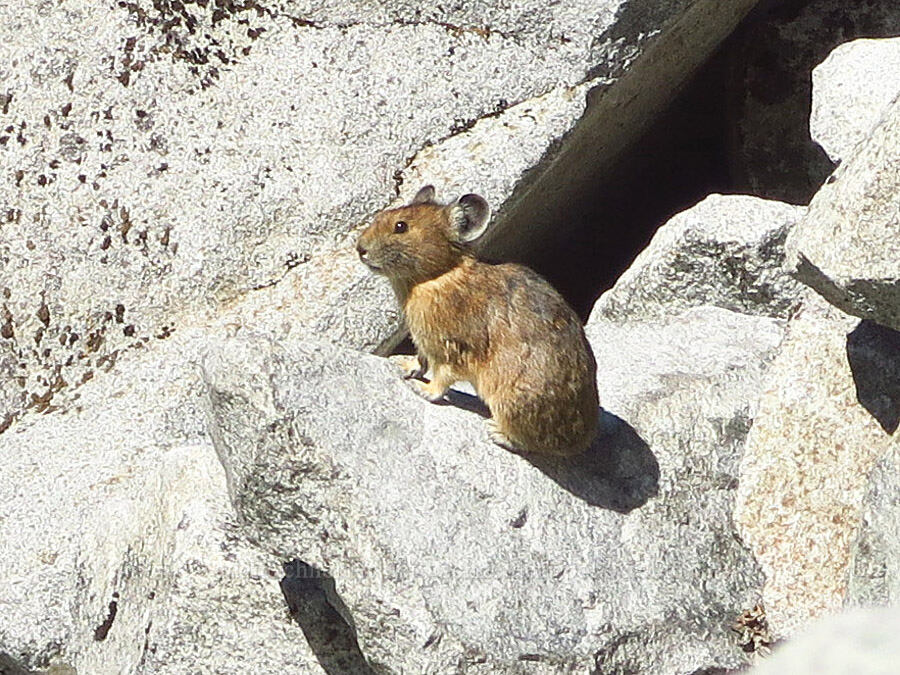 pika (Ochotona princeps fenisex) [Lake Ann Trail, Mt. Baker Wilderness, Whatcom County, Washington]
