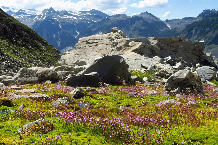 alpine willow-herb, rusty saxifrage, & moss (Epilobium anagallidifolium (Epilobium alpinum), Micranthes ferruginea (Saxifraga ferruginea)) [Lake Ann Trail, Mt. Baker Wilderness, Whatcom County, Washington]