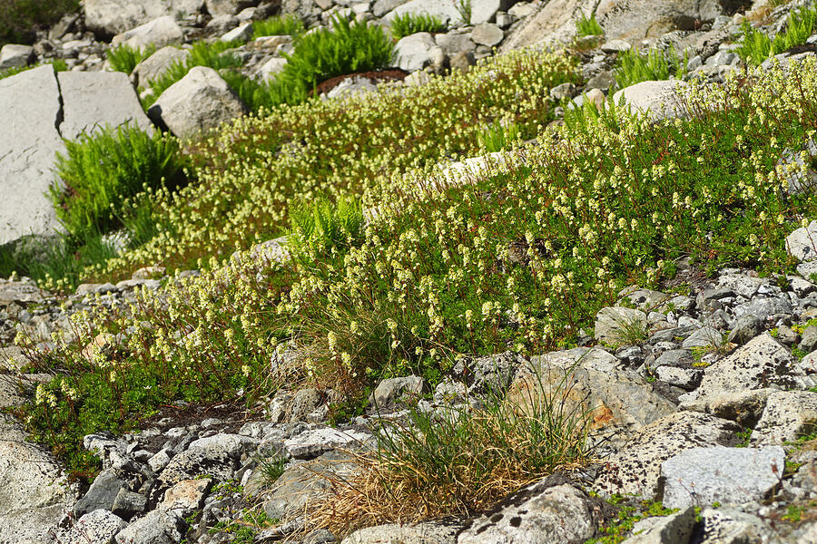 partridgefoot (Luetkea pectinata) [Lake Ann Trail, Mt. Baker Wilderness, Whatcom County, Washington]