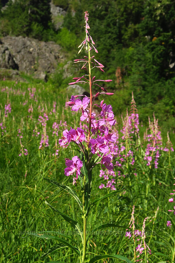 fireweed (Chamerion angustifolium (Epilobium angustifolium)) [Lake Ann Trail, Mt. Baker-Snoqualmie National Forest, Whatcom County, Washington]