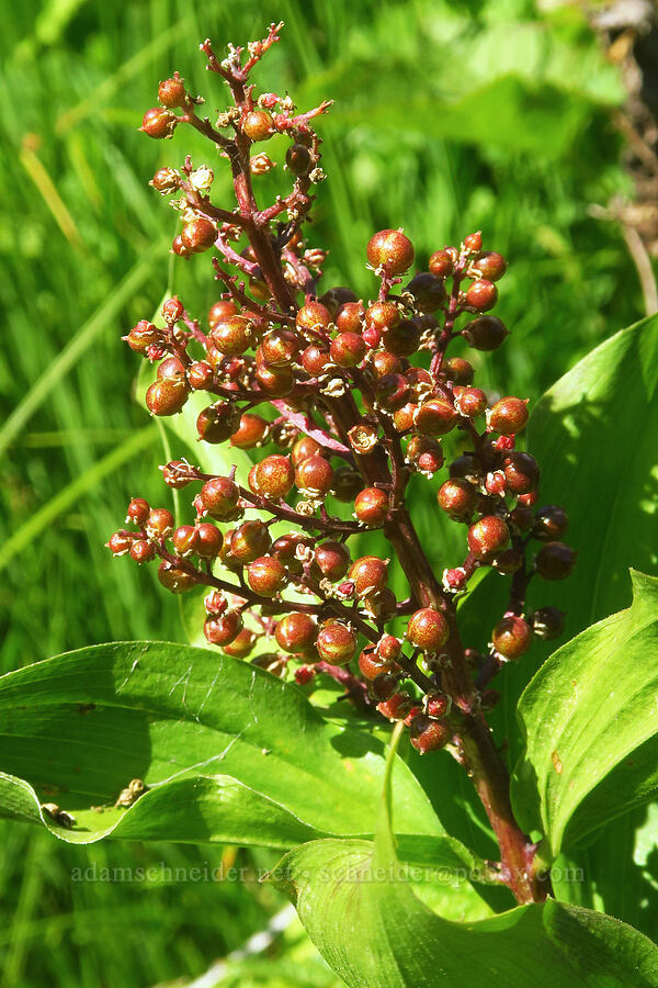 feathery false Solomon's-seal berries (Maianthemum racemosum ssp. amplexicaule (Smilacina racemosa)) [Lake Ann Trail, Mt. Baker-Snoqualmie National Forest, Whatcom County, Washington]