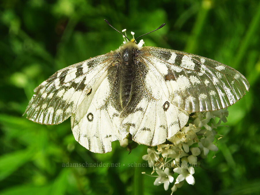 Clodius parnassian butterfly on Sitka valerian (Parnassius clodius, Valeriana sitchensis) [Lake Ann Trail, Mt. Baker-Snoqualmie National Forest, Whatcom County, Washington]