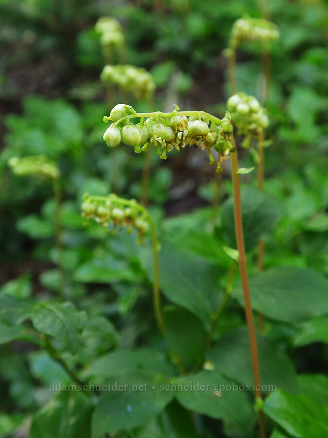 one-sided wintergreen (Orthilia secunda (Pyrola secunda)) [Lake Ann Trail, Mt. Baker-Snoqualmie National Forest, Whatcom County, Washington]