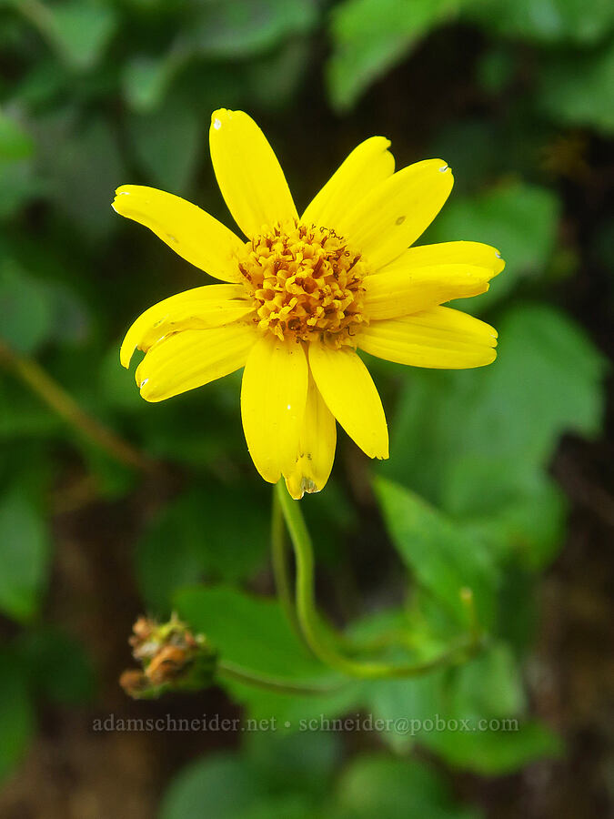 broad-leaf arnica (Arnica latifolia) [Lake Ann Trail, Mt. Baker-Snoqualmie National Forest, Whatcom County, Washington]