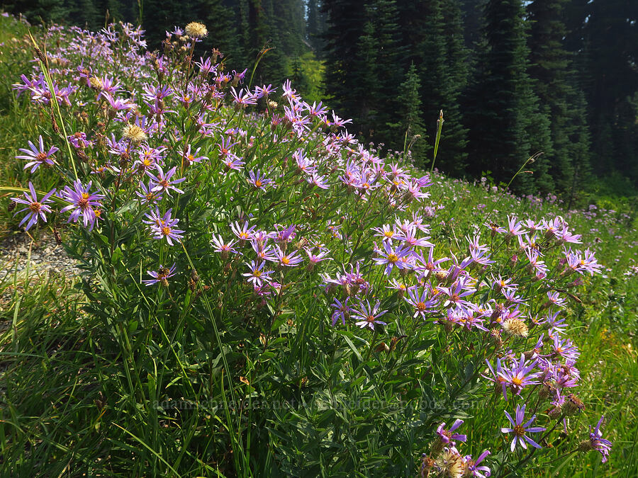 Cascade asters (Doellingeria ledophylla (Eucephalus ledophyllus) (Aster ledophyllus)) [Skyline Trail, Mt. Rainier National Park, Pierce County, Washington]