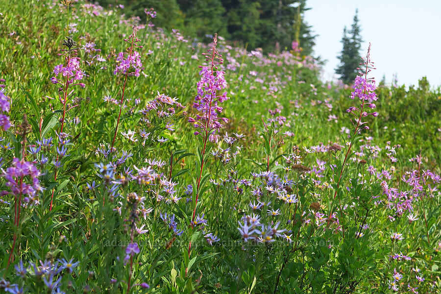 fireweed & Cascade asters (Chamerion angustifolium (Chamaenerion angustifolium) (Epilobium angustifolium), Doellingeria ledophylla (Eucephalus ledophyllus) (Aster ledophyllus)) [Skyline Trail, Mt. Rainier National Park, Pierce County, Washington]
