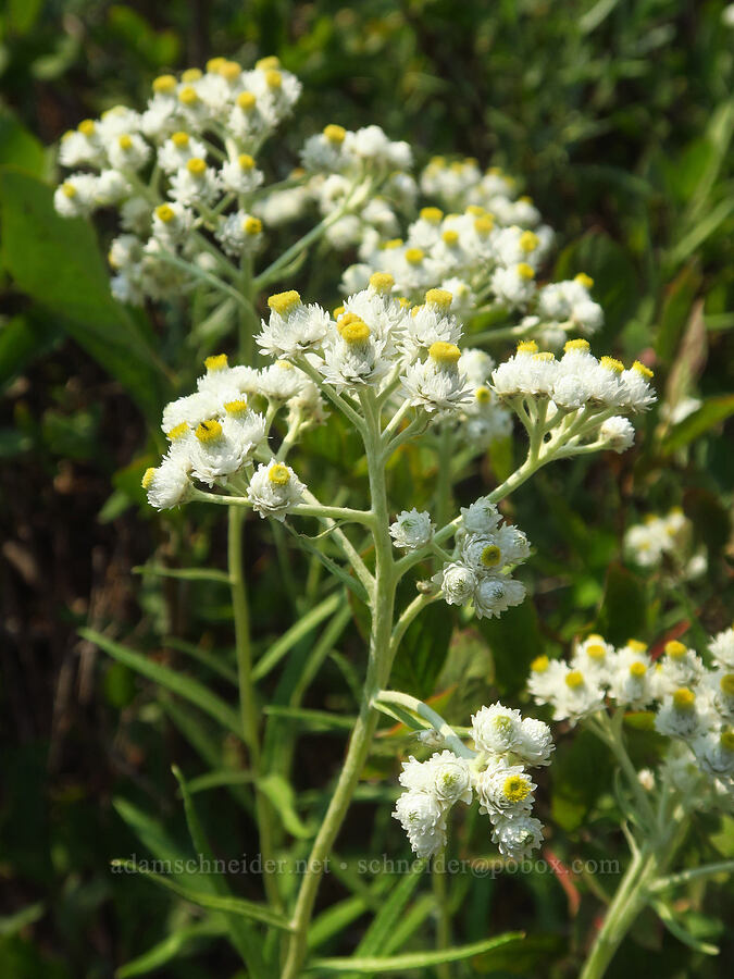 pearly everlasting (Anaphalis margaritacea) [Skyline Trail, Mt. Rainier National Park, Pierce County, Washington]
