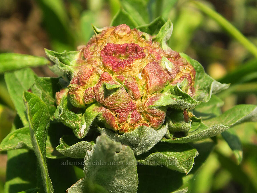 midge gall on Cascade aster (Rhopalomyia sp., Doellingeria ledophylla (Eucephalus ledophyllus) (Aster ledophyllus)) [Skyline Trail, Mt. Rainier National Park, Pierce County, Washington]