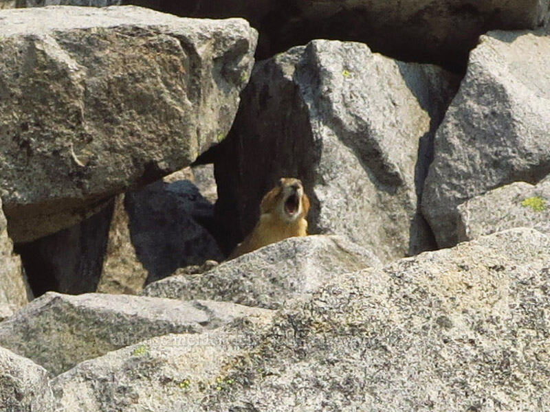 pika (Ochotona princeps fenisex) [Skyline Trail, Mt. Rainier National Park, Pierce County, Washington]