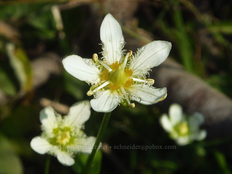 fringed grass-of-Parnassus (Parnassia fimbriata) [Skyline Trail, Mt. Rainier National Park, Pierce County, Washington]