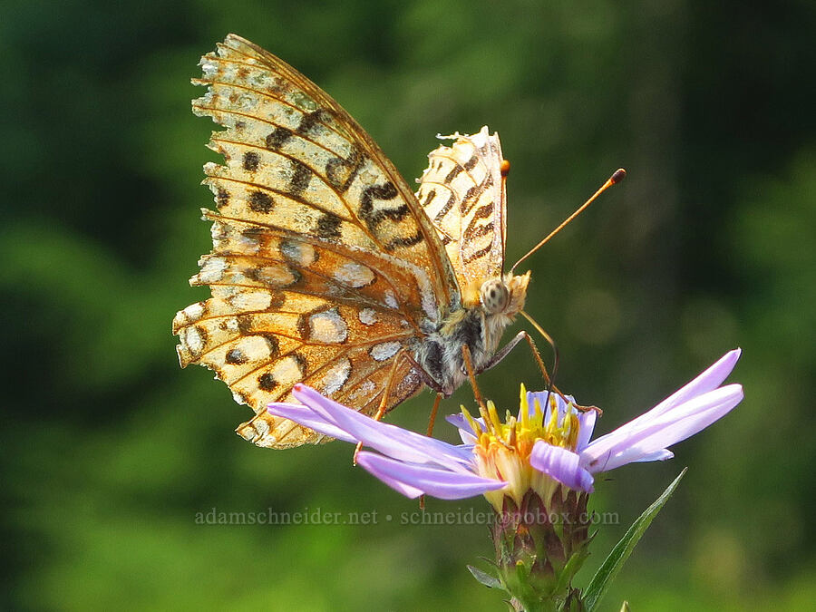 coronis fritillary butterfly on Cascade aster (Argynnis coronis (Speyeria coronis), Doellingeria ledophylla (Eucephalus ledophyllus) (Aster ledophyllus)) [Skyline Trail, Mt. Rainier National Park, Pierce County, Washington]