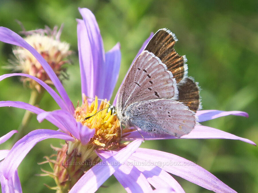 Anna's blue butterfly on a Cascade aster (Plebejus anna, Doellingeria ledophylla (Eucephalus ledophyllus) (Aster ledophyllus)) [Skyline Trail, Mt. Rainier National Park, Pierce County, Washington]