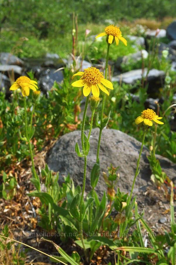 hairy arnica (Arnica mollis) [Skyline Trail, Mt. Rainier National Park, Pierce County, Washington]