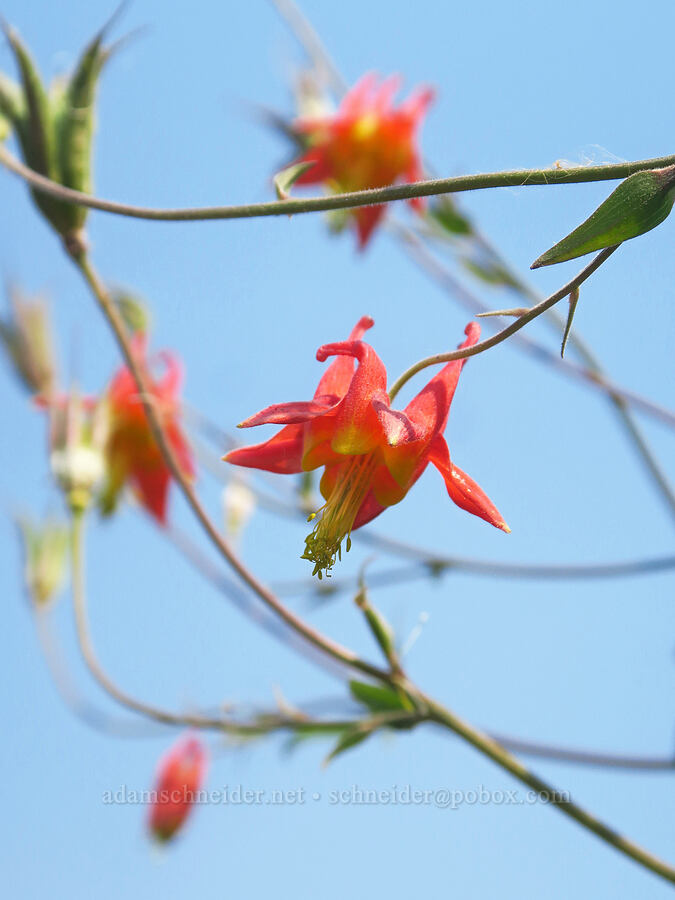 western columbine (Aquilegia formosa) [Skyline Trail, Mt. Rainier National Park, Pierce County, Washington]