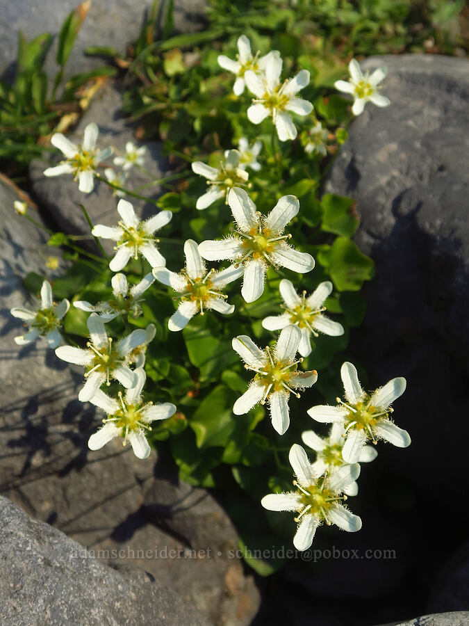 fringed grass-of-Parnassus (Parnassia fimbriata) [Skyline Trail, Mt. Rainier National Park, Pierce County, Washington]