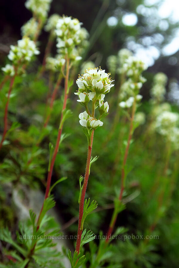 partridgefoot (Luetkea pectinata) [Skyline Trail, Mt. Rainier National Park, Pierce County, Washington]