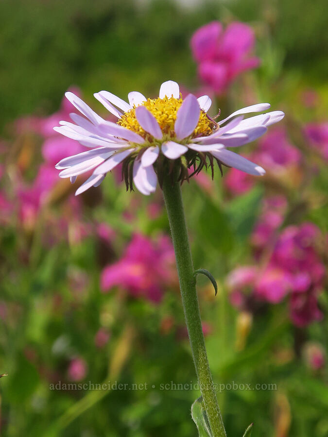 subalpine fleabane & Lewis' monkeyflower (Erigeron glacialis var. glacialis, Erythranthe lewisii (Mimulus lewisii)) [Skyline Trail, Mt. Rainier National Park, Pierce County, Washington]