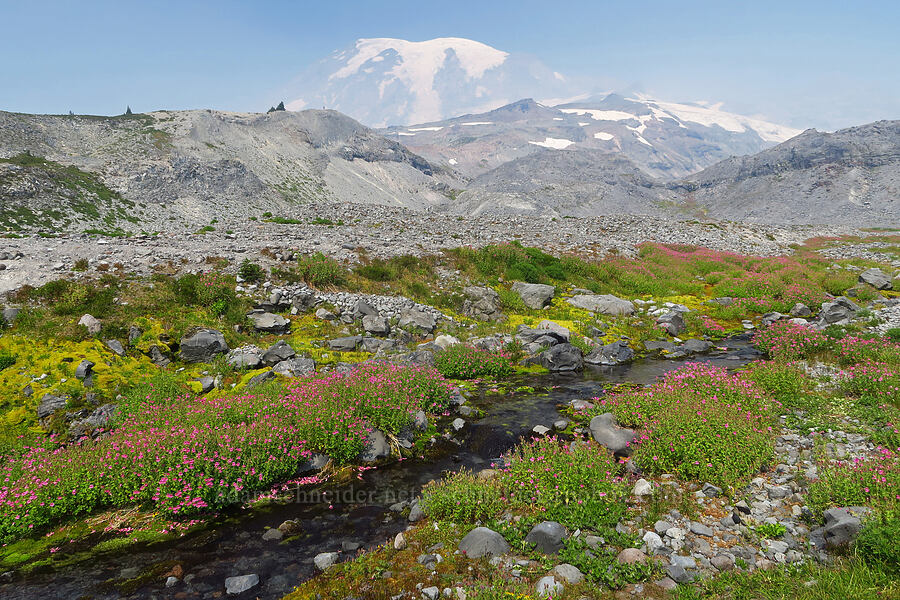 wildflowers & Mount Rainier [Skyline Trail, Mt. Rainier National Park, Pierce County, Washington]