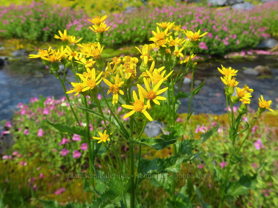 arrow-leaf groundsel (Senecio triangularis) [Skyline Trail, Mt. Rainier National Park, Pierce County, Washington]
