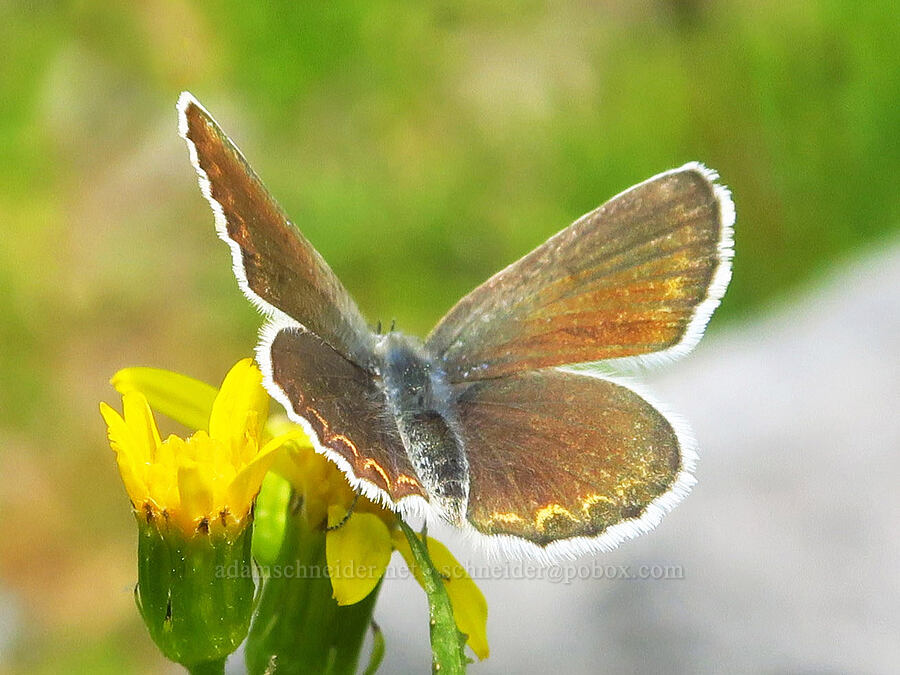 female Anna's blue butterfly on arrow-leaf groundsel (Plebejus anna) [Skyline Trail, Mt. Rainier National Park, Pierce County, Washington]