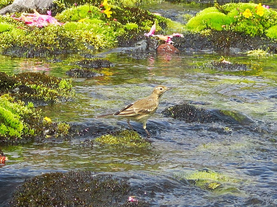 American pipit (Anthus rubescens) [Skyline Trail, Mt. Rainier National Park, Pierce County, Washington]