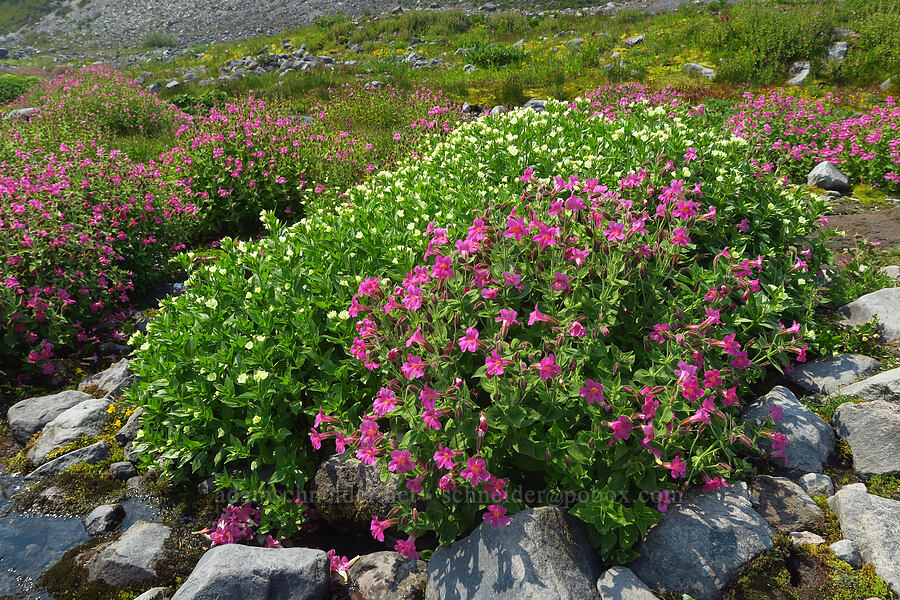 Lewis' monkeyflower & yellow willow-herb (Erythranthe lewisii (Mimulus lewisii), Epilobium luteum) [Skyline Trail, Mt. Rainier National Park, Pierce County, Washington]