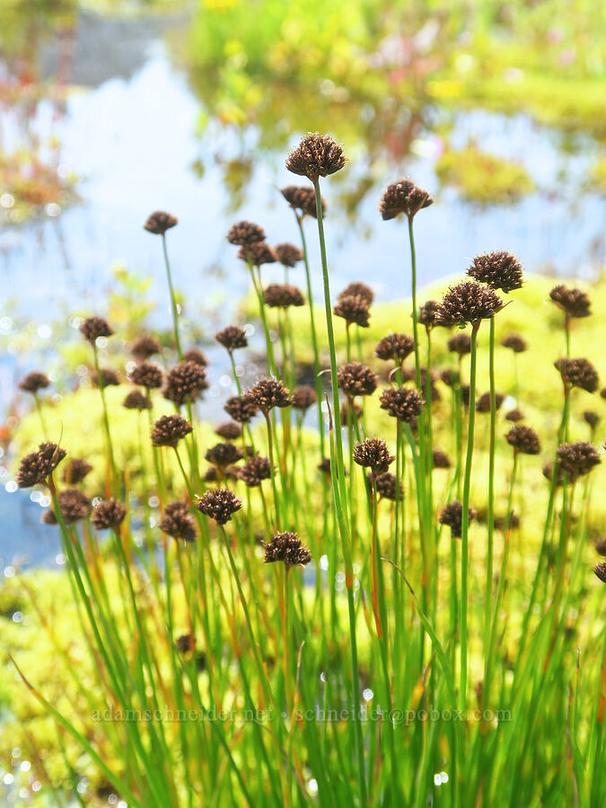 Mertens' rushes (Juncus mertensianus) [Skyline Trail, Mt. Rainier National Park, Pierce County, Washington]
