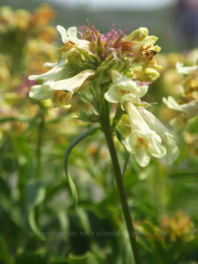 yellow penstemon (Penstemon confertus) [Skyline Trail, Mt. Rainier National Park, Pierce County, Washington]