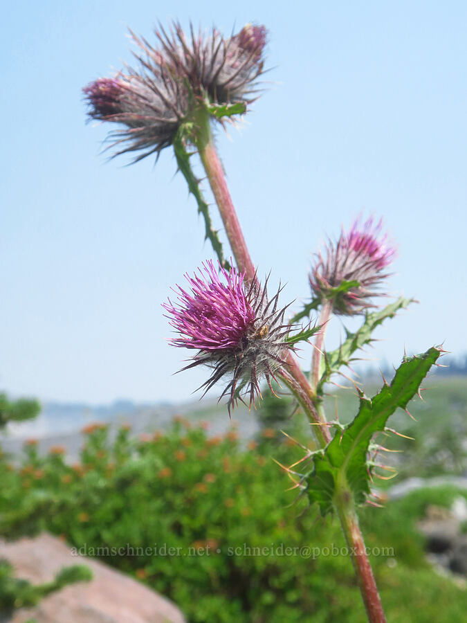 edible thistle (Cirsium edule) [Skyline Trail, Mt. Rainier National Park, Pierce County, Washington]