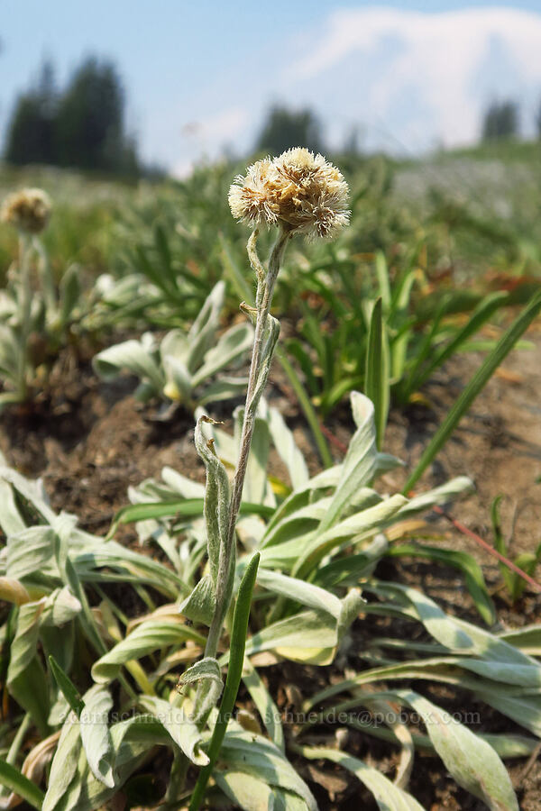 woolly pussy-toes (Antennaria lanata) [Skyline Trail, Mt. Rainier National Park, Pierce County, Washington]