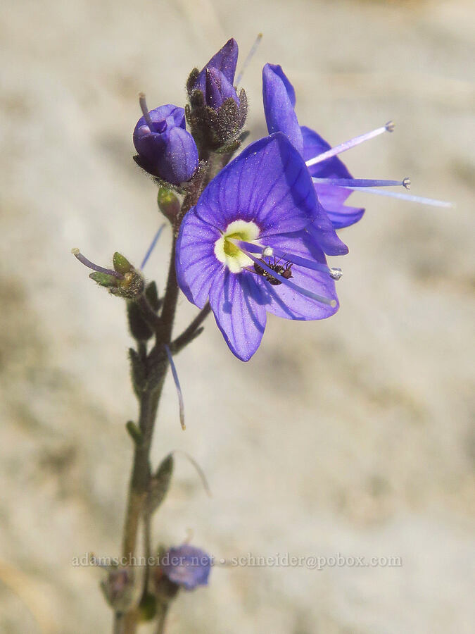 Cusick's speedwell (Veronica cusickii) [Skyline Trail, Mt. Rainier National Park, Pierce County, Washington]