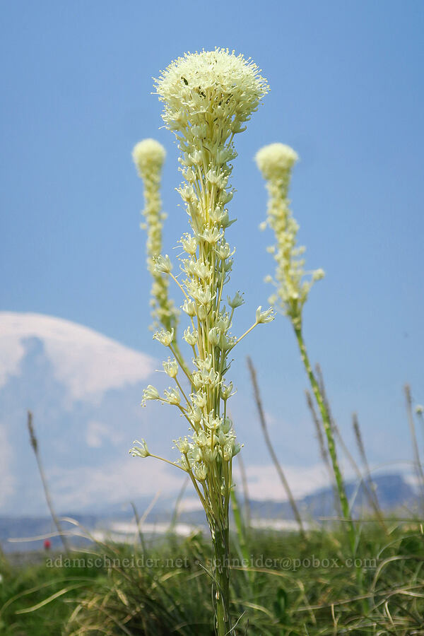 beargrass (Xerophyllum tenax) [Skyline Trail, Mt. Rainier National Park, Pierce County, Washington]